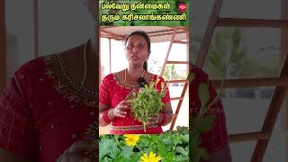 karisalankanni keerai Health Benefits In Tamil [upl. by Ihc]