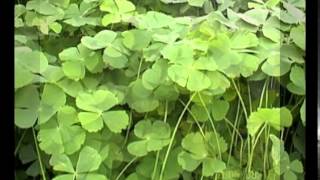 marsilea crenata plant [upl. by Burrill]