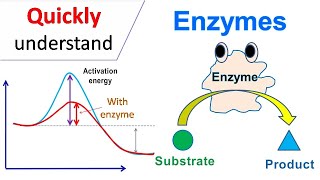 Enzymes [upl. by Seditsira]