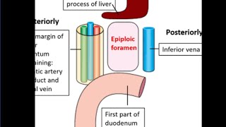 Epiploic foramen [upl. by Marl]