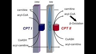 Symptoms of Carnitine palmitoyl transferase deficiency type 2 [upl. by Mayor]