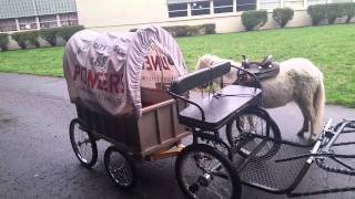 Miniature Horses Pull Covered Wagon for Oregon City High School [upl. by Ledba]