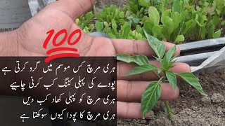 how to care green chilli plants [upl. by Steddman606]