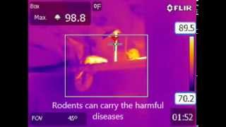 NJInfrared Pest Rodent Detection Video with Thermal Imaging [upl. by Boyt]