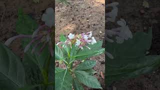 Flowers of Indian snakeroot Sarpagandha medicinal odisha sarpagandha snake medicine [upl. by Nollat]