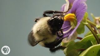 This Vibrating Bumblebee Unlocks a Flowers Hidden Treasure  Deep Look [upl. by Nagah]