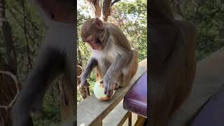 The taste of white apples Monkey Animal World Humans and animals live in harmony Douyin Hotspot [upl. by Naej]