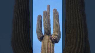 How Can Saguaros Survive This saguaro cactus nature plants succulents shorts sonorandesert [upl. by Crista692]