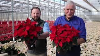 New Poinsettias for 2024 from Selecta One [upl. by Lativa]