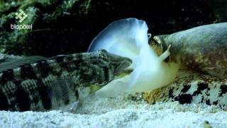 Geographus cone shell net feeding on sleeping fish [upl. by Alius]