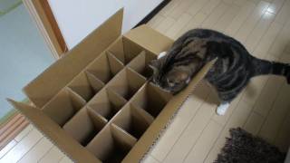 入れない箱とねこ。The box which Maru cant enter [upl. by Amada243]