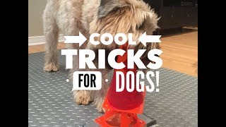 7 Dog Tricks Cool And Cute [upl. by Brigitta]