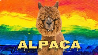 Alpaca sound [upl. by Ecirtaed]