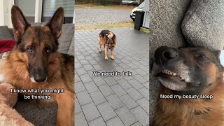 German Shepherd Argues With Human [upl. by Leahcin695]