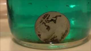 HOW TO CLEAN COINS  CLEANING a BUFFALO NICKEL to reveal lost date [upl. by Salba678]