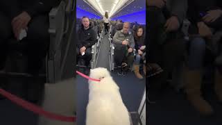 Samoyed Dog Makes Friends on a Plane While Travelling with Owner [upl. by Tombaugh]