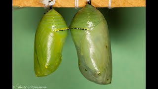 La formation de la chrysalide du papillon monarque en accéléré [upl. by Siuluj703]