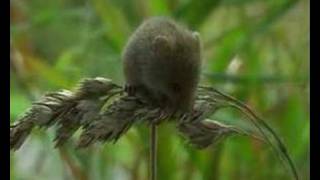 harvest mouse dvergmus micromys minutus [upl. by Linker]