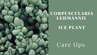 CORPUSCULARIA LEHMANNI  ICE PLANT  CARE TIPS [upl. by Aliek]