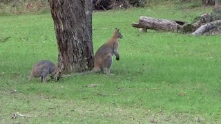 NSWQLD fossicking for beginners by a beginner  Aroona Glen [upl. by Natasha28]