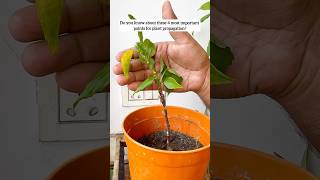 4 most important points for plant propagation 🪴 yt youtubeshorts shorts plants tips diy home [upl. by Garrick]