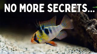 Everything You Should Know Before You Get Ram Cichlids 7 Tips for Keeping Rams in an Aquarium [upl. by Riaj]