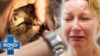 Vet Desperate Fights To Save Cat Poisoned After Ingesting Painkillers💔  Bondi Vet Clips  Bondi Vet [upl. by Sirhc]