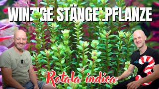 Kleine Stängelpflanze für den Vorder und Mittelgrund  Rotala indica  ADVENTdicted Türchen 3 [upl. by Surdna]