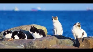 Clowder  Group of Cats at Muttrah Kornish Muscat Oman [upl. by Outhe]