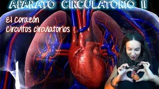 Aparato circulatorio II El corazón y la circulación sanguínea BioESOsfera  BIOLOGÍA [upl. by Lenaj]