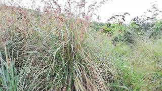 Citronella Grass Cymbopogon nardus [upl. by Rothstein]