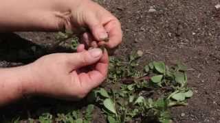 Purslane Health Benefits amp How to Eat It  Edible Weeds [upl. by Rednaxela]