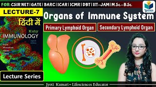 Immunology Primary and Secondary Lymphoid Organs  Lecture7 [upl. by Angelica]