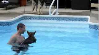 German Shepherd Puppy Swimming First Time [upl. by Basilio]