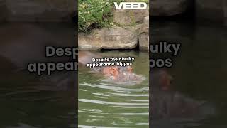 Discover the Amazing Water Horse Hippos mukkalarivu [upl. by Nnaeinahpets10]