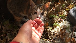 Die kleine streunende Kattun Katze will Futter fressen die andere Katze ist hinter dem Spiel her [upl. by Vaden]