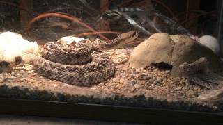 Eastern diamond back rattle snake Crotalus adamanteus [upl. by Nylacaj351]