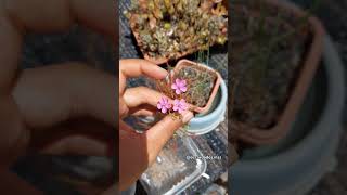 Drosera hartmeyerorum  Plantas Carnivoras de Clima Quente [upl. by Philo666]