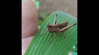 BEAUTIFUL GRASSHOPPER on GRASS LEAF insects beautiful grasshopper grass leaf insecthabitat [upl. by Kravits664]