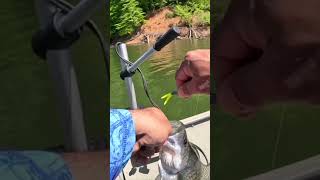 I WATCHED Her Come Off The BRUSH  CRAPPIE FISHING shorts fishing [upl. by Hagan]