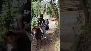 Carabali rainforest birthday mountainhiking horsebackriding outdoors [upl. by Akla]