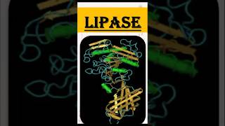 The Fat digesting enzyme  Lipase funk remix music food enzymes lipase fat digestion [upl. by Prudence76]