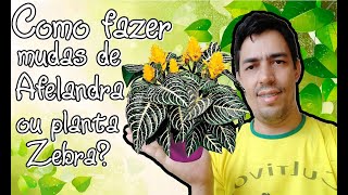 Como fazer mudas de Afelandra ou planta zebra [upl. by Isyak187]