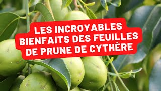 Découvrez les vertus insoupçonnées des feuilles de Prune de Cythère [upl. by Leonor141]