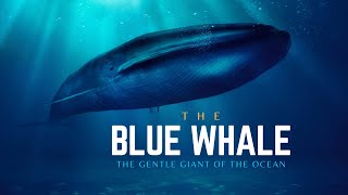 Blue Whale  The Gentle Giant of the Ocean  Hindi  Infinity Stream [upl. by Mordy]