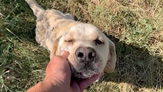 Abandoned Labrador tired of wandering fell into my arms [upl. by Adli]