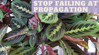 MARANTA Prayer Plant Care  PROPAGATION  Propagate Maranta Leuconeura [upl. by Jamnis36]