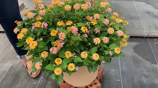 Lucas Greenhouse  Lantana Portfolio  Summer Trials 2022 [upl. by Teiv648]