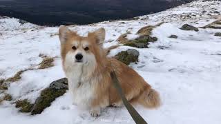 Marcel Le Corgi Visits Fort William Nevis Range Ben Nevis Distillery and Stays at Inverlochy Cast [upl. by Amsirahc380]