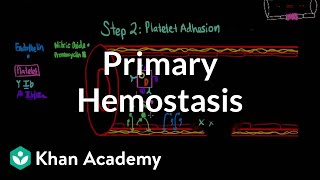 Primary hemostasis  Advanced hematologic system physiology  Health amp Medicine  Khan Academy [upl. by Camille]